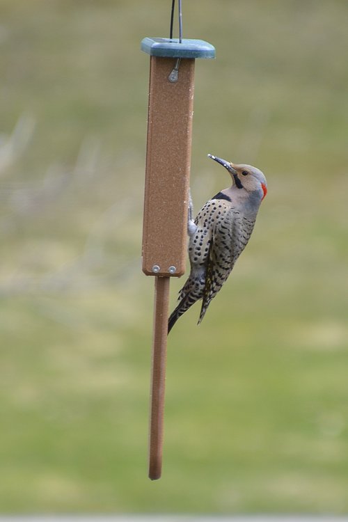 flicker  woodpecker  wildlife