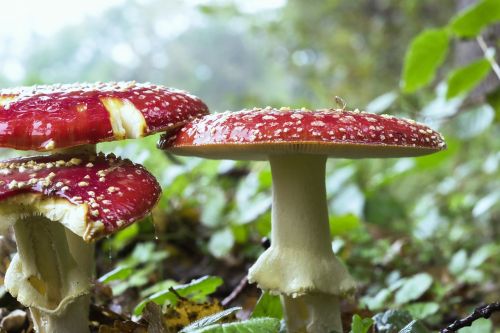 fliegenpliz mushroom forest
