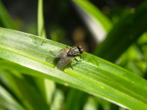 flies insects leaf