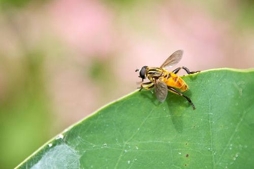 flies insects autumn leaves