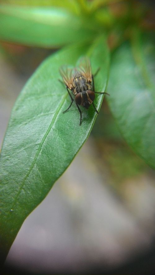 flies leaf nature