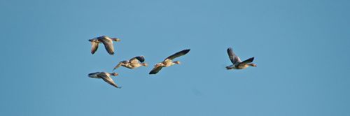 flight geese animals