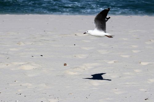 seagulls flight bird