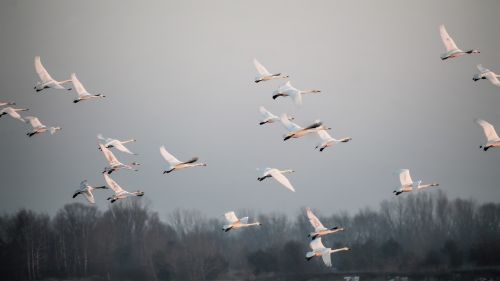 flight swans birds