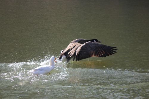 flight water nature