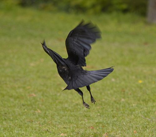 flight jackdaw bird