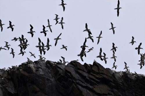 flight soaring gannets