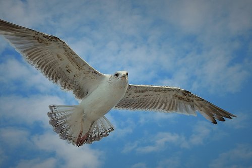 flight  common tern  birds