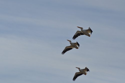 flight  pelicans  birds