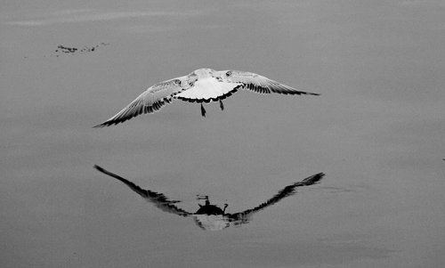 flight  water  seagull