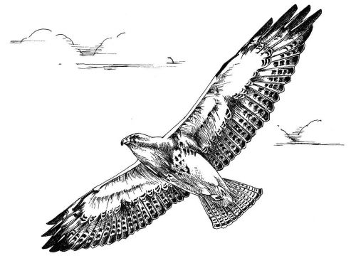 flight bird hawk