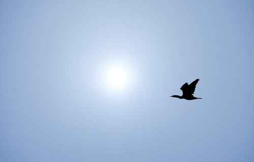 flight  bird  sky
