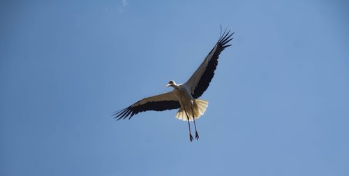 flight  bird  stork