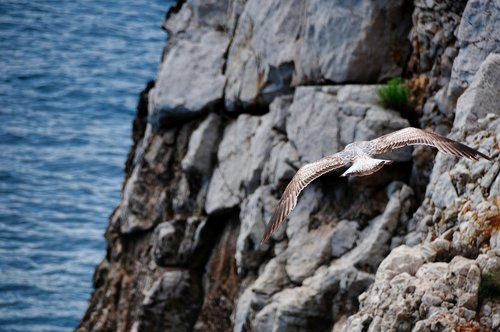 flight  seagull  hunting