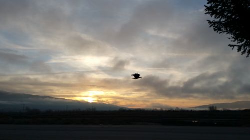 Flight At Sunset