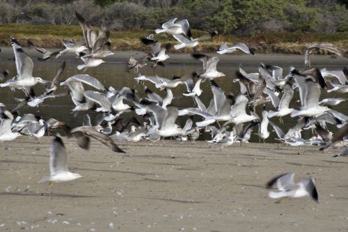 Flight Of Gulls