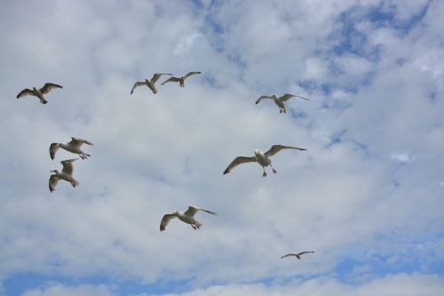 flight of gulls gulls grouped gulls