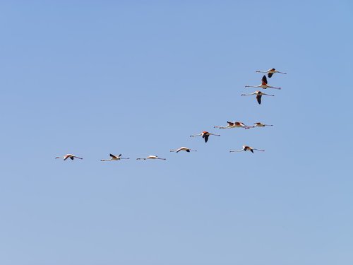 flight of the flamingos  flamingo  nature
