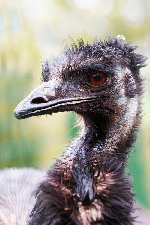 flightless bird  emu  bill