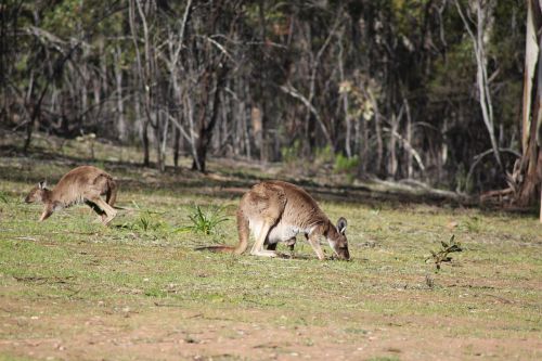 flinders ranges outback outdoors