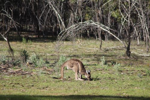 flinders ranges outback outdoors