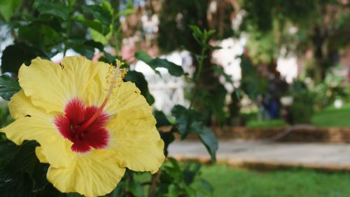 fllower hibiscus hibiscus rosa