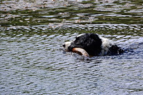floating dog border collie swim