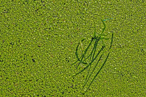 floating fern  common floating fern  dragonfly