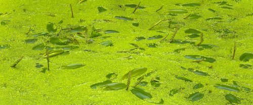 floating fern  aquatic plants  green