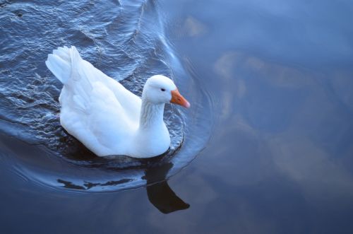 Floating Goose