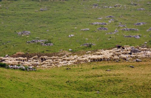 flock sheep prato