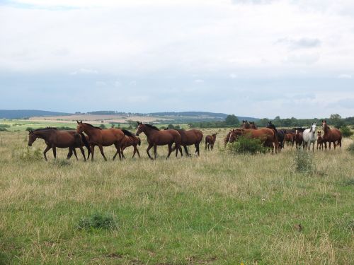 flock horses horse herd