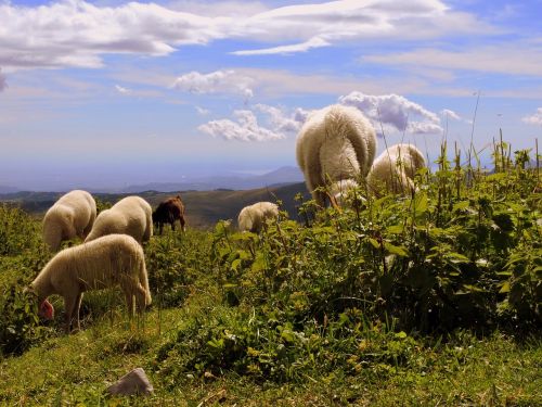 flock grass sky