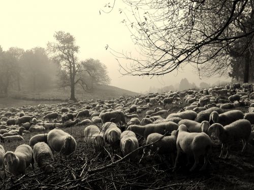 flock dark sheep