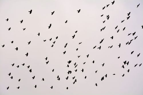 flock birds crow