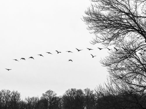 flock flocking geese