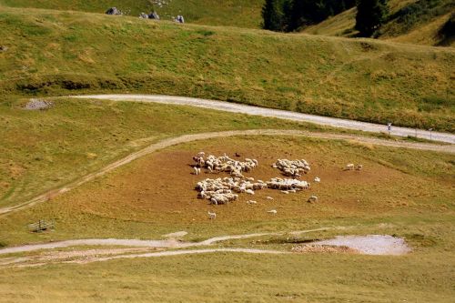 flock mountain sheep