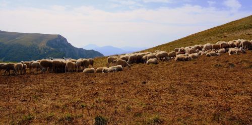 flock mountain sheep