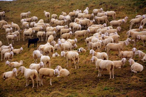 flock sheep prato