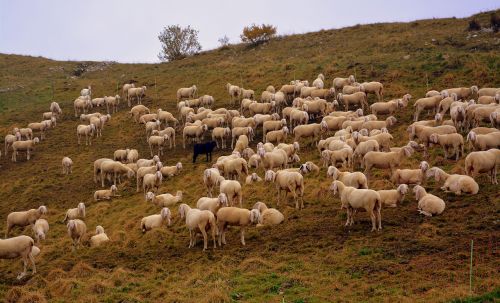 flock sheep prato