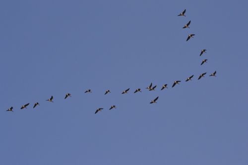 flock ducks formation