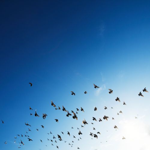 flock birds swarm