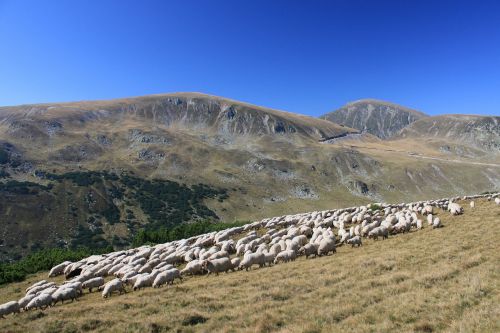 flock grazing lambs