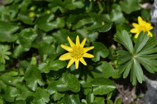 flock block herb yellow yellow flower