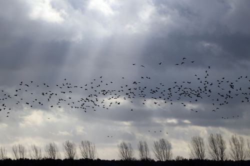 flock of birds sky light