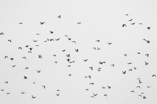 Flock Of Birds