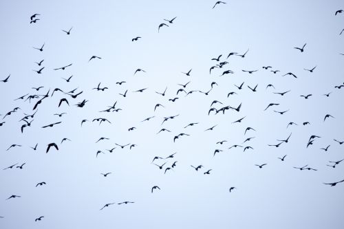 Flock Of Birds