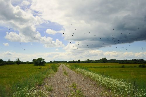 flock of birds rural road landscape