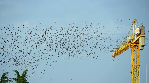 flock of birds crane fly