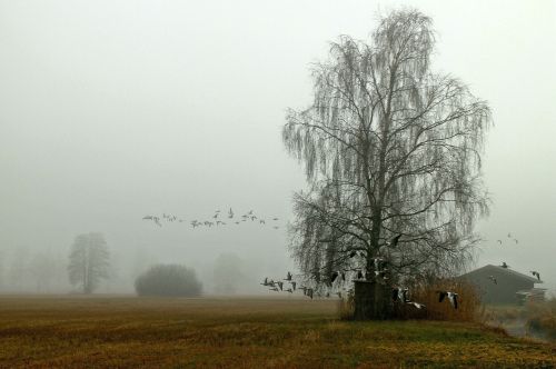 flock of birds landscape fog